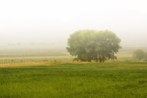 Tree behind a farm